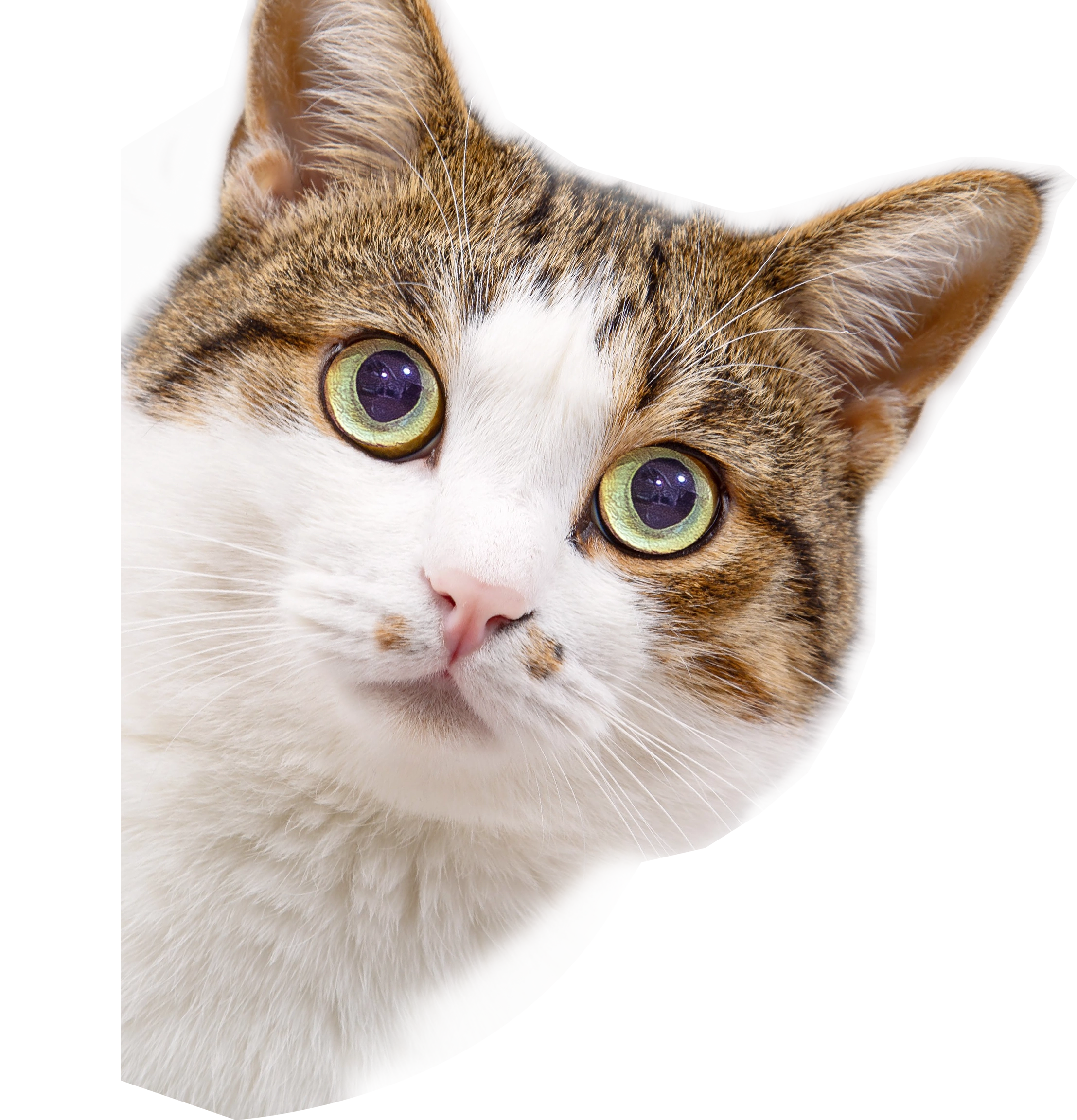 ねこ好きにはたまらにゃい、至福のメガネ「ねころりんシリーズ」